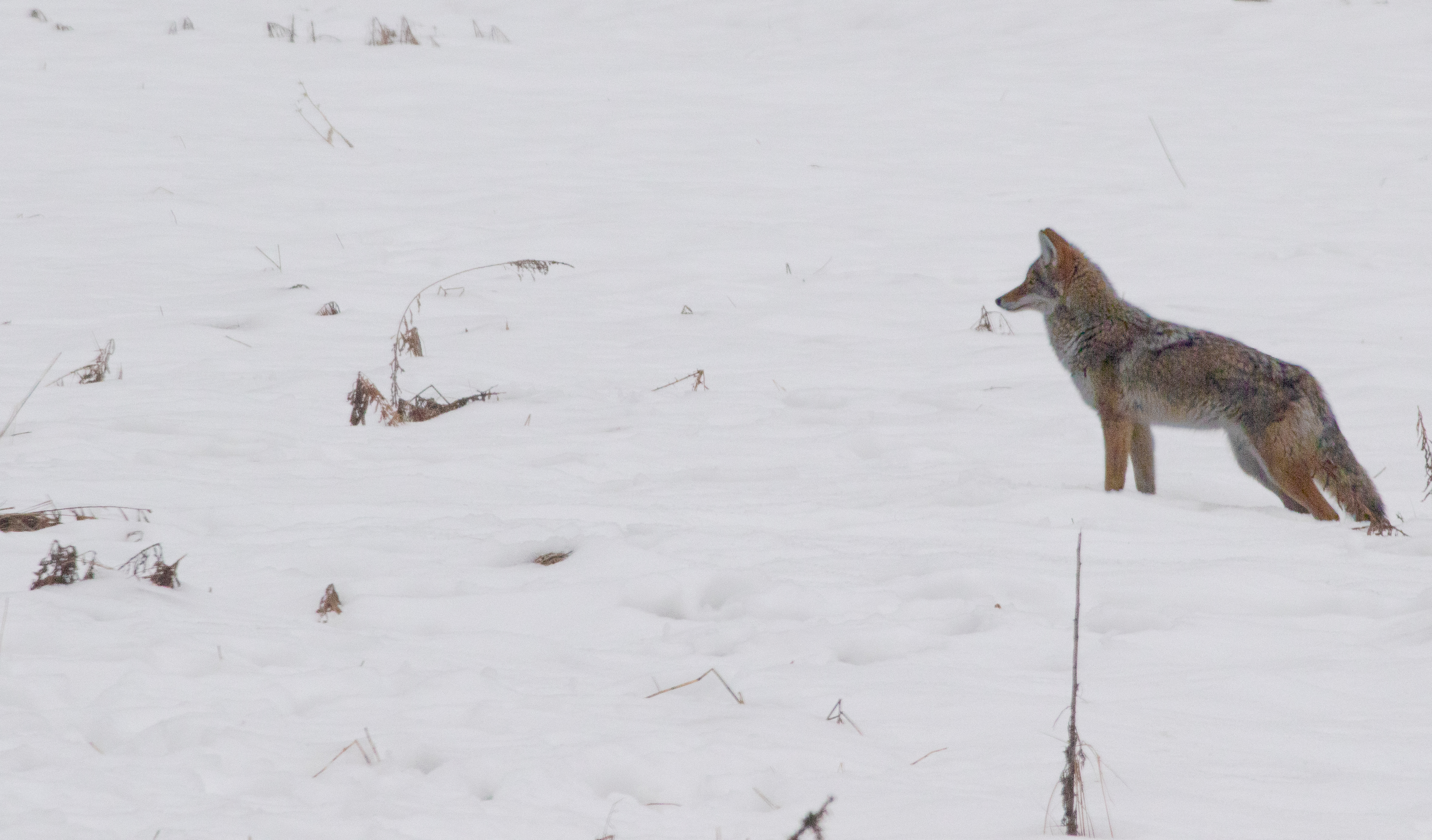 Yosemite coyote trotting through deep snow with granite walls in the distance
